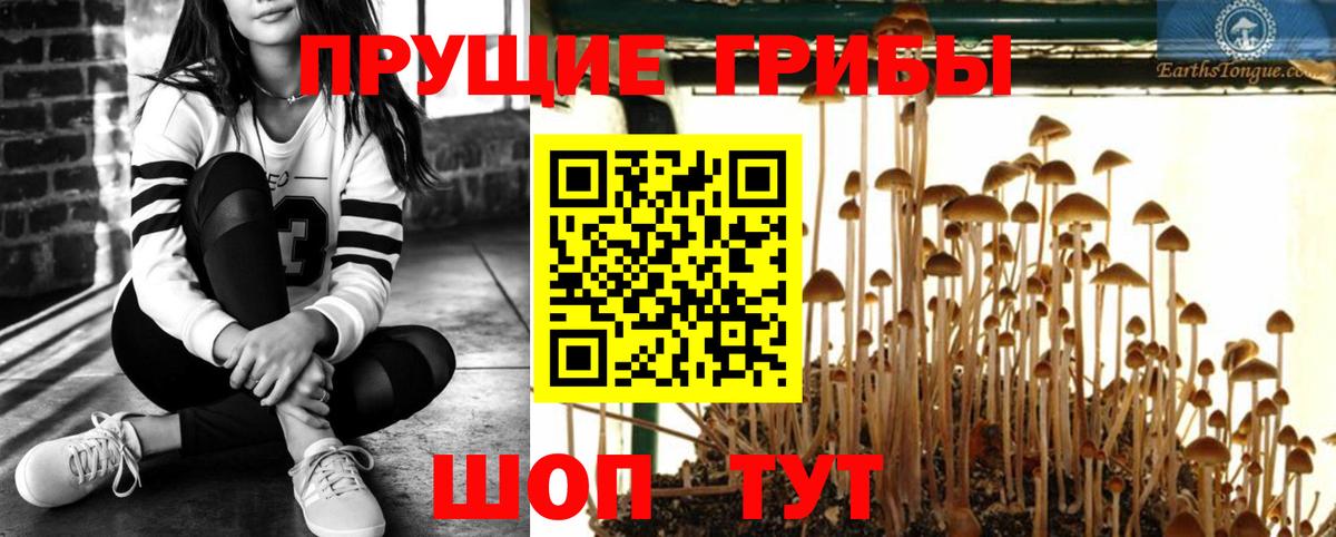 Галлюциногенные грибы мицелий  Великий Устюг  Псилоцибиновые грибы Cubensis 