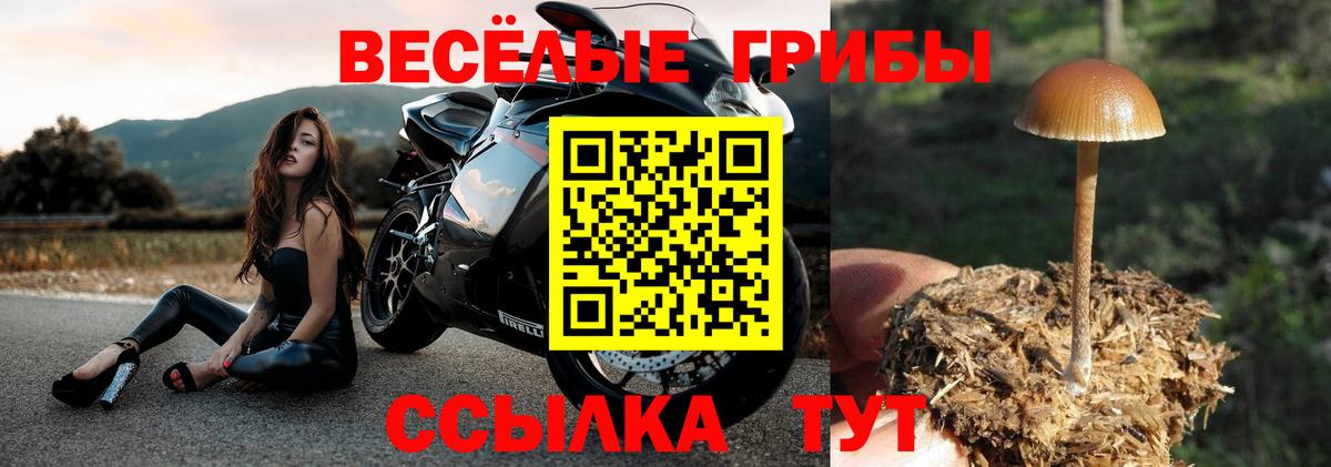 Псилоцибиновые грибы Psilocybe Великий Устюг